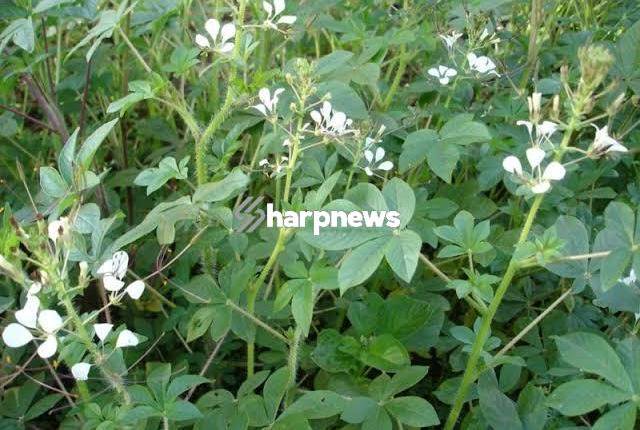 3 Medicinal Uses Of Sagaa ( Spider Flower Plant) You Should Know