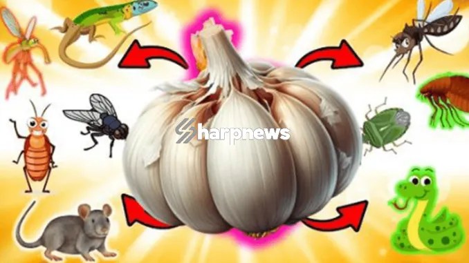 How to Use Garlic to Get Rid of Pests – Rats, Flies, Lice, Bugs, Lizards, Mosquitoes, and Cockroaches