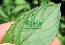 BREAKING: Stop Wasting Your Money To Buy Painkillers, Use These Herbs To Ease Headache