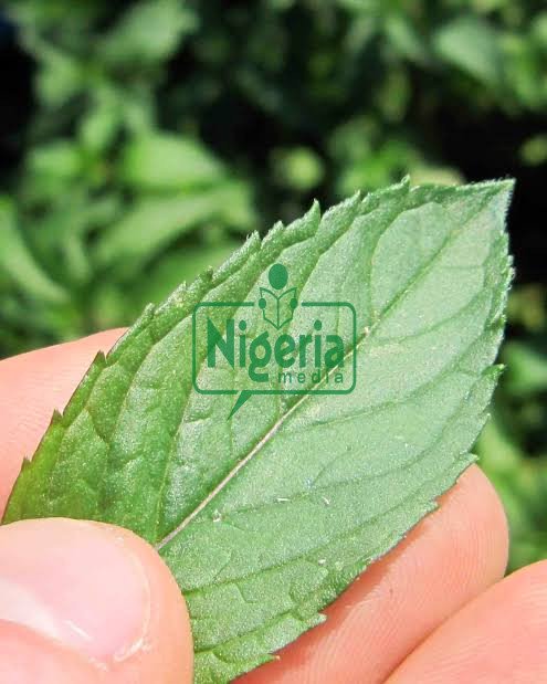 BREAKING: Stop Wasting Your Money To Buy Painkillers, Use These Herbs To Ease Headache