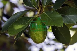 Four Diseases That You Can Cure Using Avocado Leaves