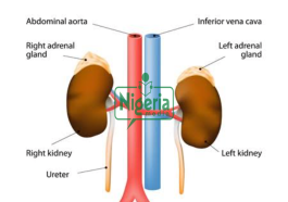 Abuse Of These Three Drugs Will Destroy Your Kidneys And Your Liver