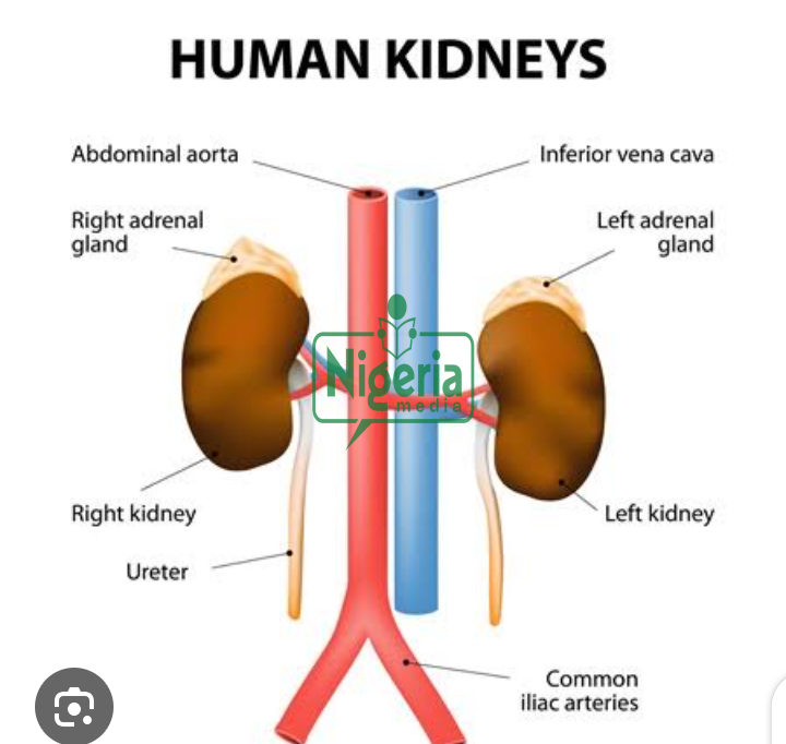 Abuse Of These Three Drugs Will Destroy Your Kidneys And Your Liver Abuse Of These Three Drugs Will Destroy Your Kidneys And Your Liver