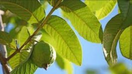JUST IN: How to relieve weakness in bed using simply guava leaves