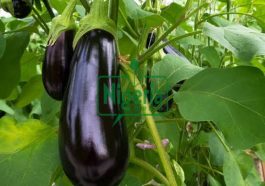 Cancer Kills, Eat This Common And Easy To Find Vegetable To Protect Yourself From It