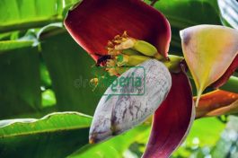 Benefits Reasons To Boil Banana Flowers And Drink Water Regularly In Moderation