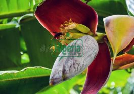 Benefits Reasons To Boil Banana Flowers And Drink Water Regularly In Moderation