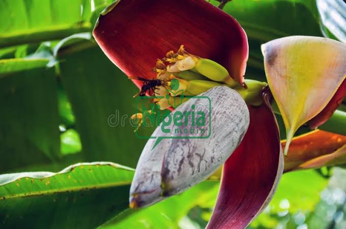 Benefits Reasons To Boil Banana Flowers And Drink Water Regularly In Moderation