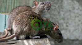 BREAKING: Deadly Diseases That Can Be Caused By Rats In Your House, Beware