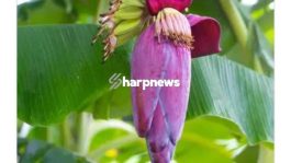BANANA FLOWER: Contains Natural Medicine, See 4 Diseases It Can Help Flush Out Of Your Body
