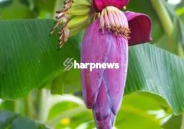 BANANA FLOWER: Contains Natural Medicine, See 4 Diseases It Can Help Flush Out Of Your Body