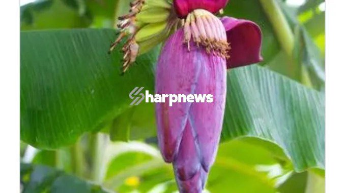 BANANA FLOWER: Contains Natural Medicine, See 4 Diseases It Can Help Flush Out Of Your Body BANANA FLOWER: Contains Natural Medicine, See 4 Diseases It Can Help Flush Out Of Your Body