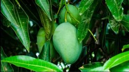 JUST IN: The Medicinal Benefits Of Mango Leaves You Should Know