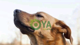 8 (eight) things dogs can sense before they happen