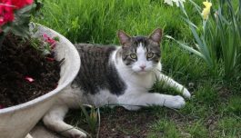 Following 7 Plants That Repel Cats And Keep Them Out Of Your Yard