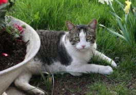 Following 7 Plants That Repel Cats And Keep Them Out Of Your Yard