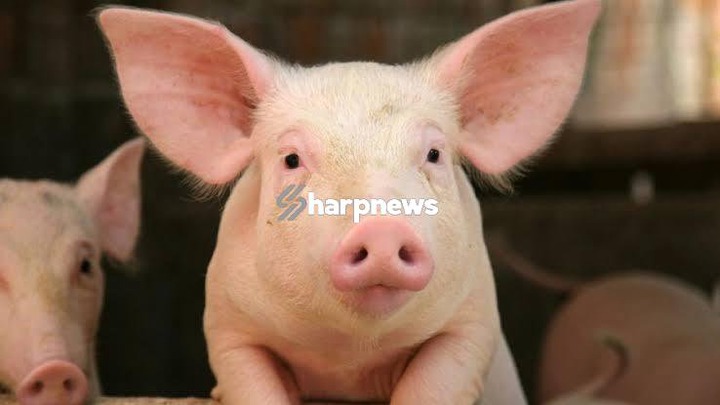5 list of Major Reasons Why Muslims Do Not Eat Pork 5 list of Major Reasons Why Muslims Do Not Eat Pork