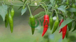 BREAKING: Here Are 5 Things That Happen To Your Body Once You Eat Chillies