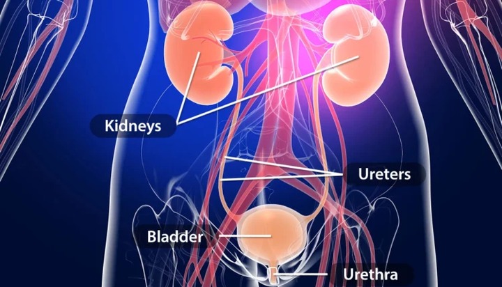 Urinary Tract Diseases Can Be Deadly: Avoid These Three Things To Live Longer