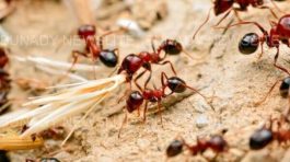 Five of the most dangerous insects on Earth and what makes them so deadly