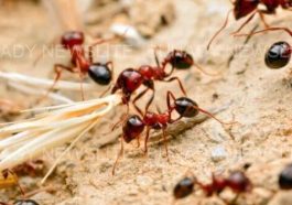 Five of the most dangerous insects on Earth and what makes them so deadly