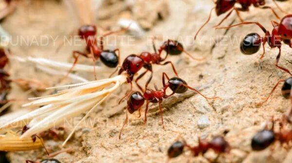 Five of the most dangerous insects on Earth and what makes them so deadly Five of the most dangerous insects on Earth and what makes them so deadly
