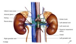 BREAKING: How To Cleanse Your Kidney In 5 Minutes Using This Natural Drink