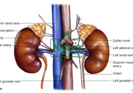 BREAKING: How To Cleanse Your Kidney In 5 Minutes Using This Natural Drink