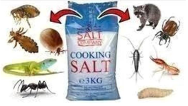 How To Use Salt To Completely get Rid of Cockroaches, Rats and Bedbugs