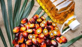 BREAKING: Palm Kennel Oil Consumption Prevents Diseases