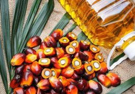 BREAKING: Palm Kennel Oil Consumption Prevents Diseases