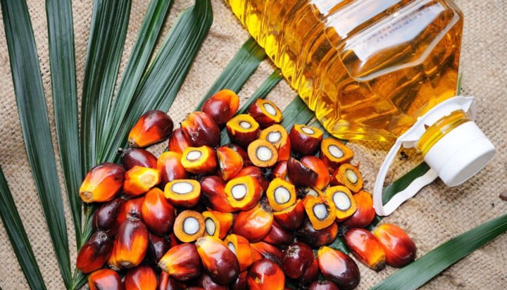 BREAKING: Palm Kennel Oil Consumption Prevents Diseases