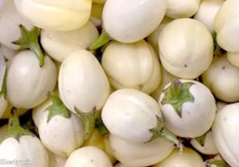 JUST IN: Types Of Cancer Eating Garden Eggs Often May Help Prevent