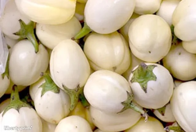 JUST IN: Types Of Cancer Eating Garden Eggs Often May Help Prevent