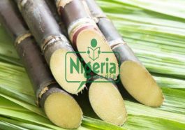 JUST IN: Say Goodbye To These Diseases By Eating Sugarcane Regularly