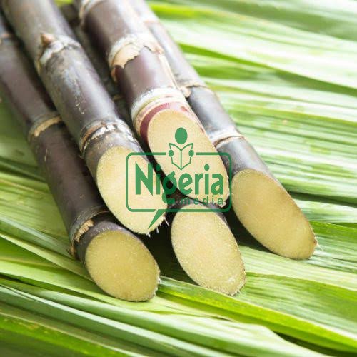 JUST IN: Say Goodbye To These Diseases By Eating Sugarcane Regularly