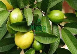 Here are Benefit Of Guava Fruits For Men And Women
