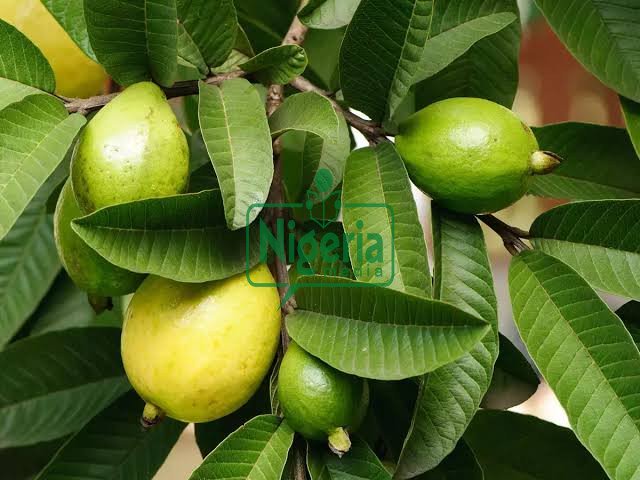 Here are Benefit Of Guava Fruits For Men And Women