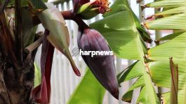 JUST IN: Benefits Of Drinking Boiled Banana Water Fowers