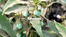 HEALTH: You Will Forget Asthma, Stomach Ulcers and Diabetes With these herbal remedy