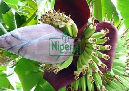 JUST IN: Use Banana Flowers To Protect Yourself From These Conditions
