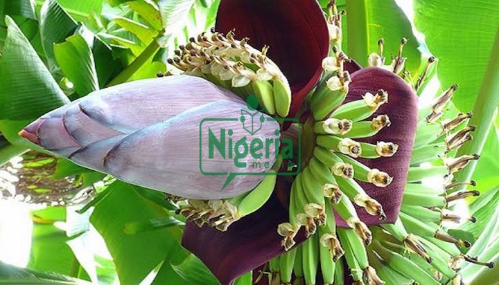 JUST IN: Use Banana Flowers To Protect Yourself From These Conditions