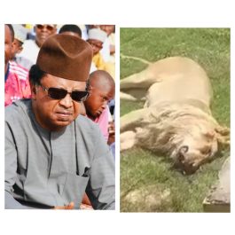 Senator Shehu Sani reacts after Lion an Arab man bought with his money, killed him after few weeks
