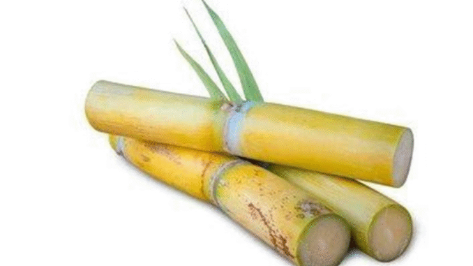 Say Goodbye To These Diseases From Eating Sugarcane Regularly