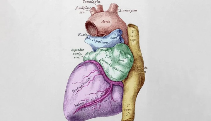 Guard Your Heart Against Heart Failure by Limiting These Three Substances (Discover) Guard Your Heart Against Heart Failure by Limiting These Three Substances (Discover)