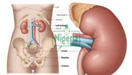 These Foods You Should Stop Eating To Prevent Kidney Problems
