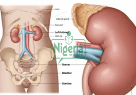 These Foods You Should Stop Eating To Prevent Kidney Problems