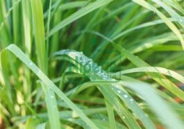 Health Benefits of Lemongrass You Might Not Know (DETAILS)