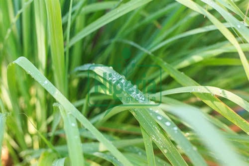 Health Benefits of Lemongrass You Might Not Know (DETAILS)