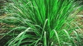 Health benefits of lemon grass which you did not know (DETAILS)